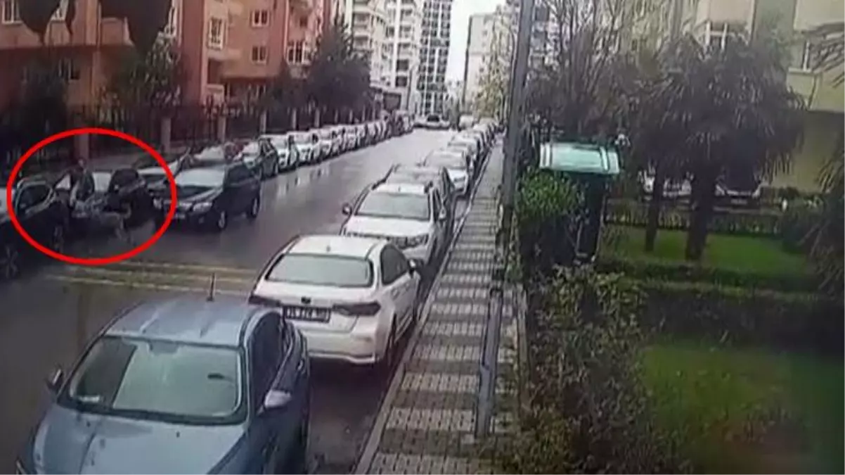 Pitbull saldırdı, o kaçtı! Otomobilin üstüne çıkarak kendini savunan şahıs kamerada