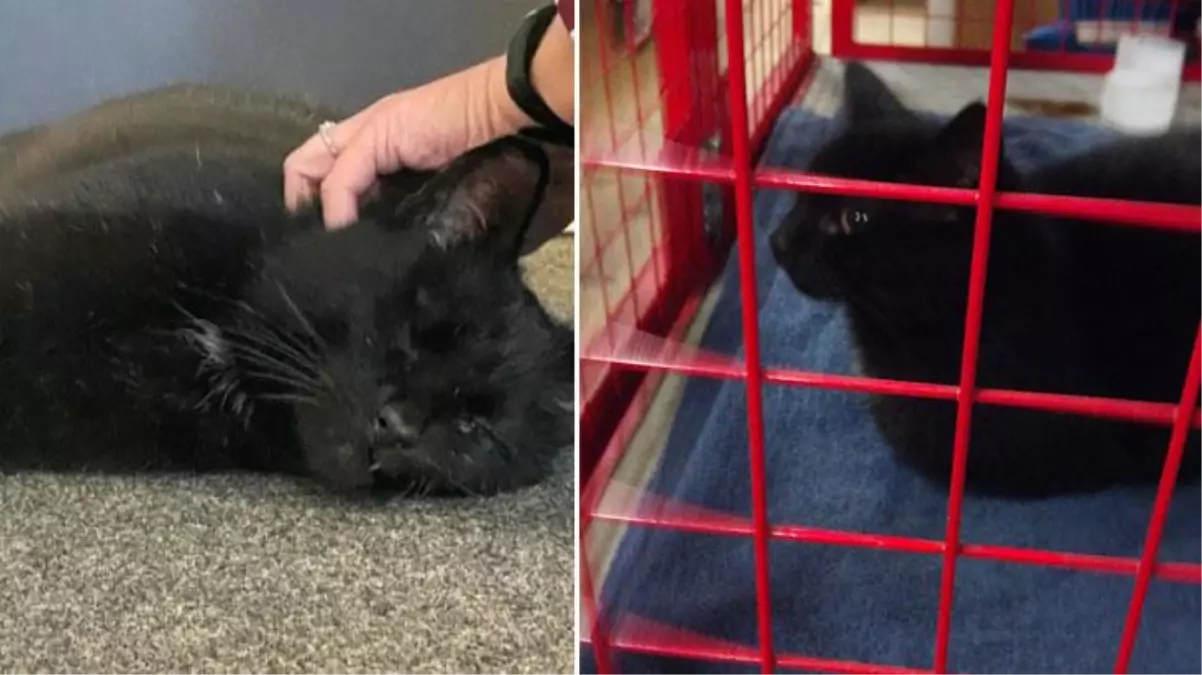 5 yıl önce kaybolan tek gözlü kedinin denizin ortasında bulunmasına kimse inanamadı: Bir yanlışlık olmasın