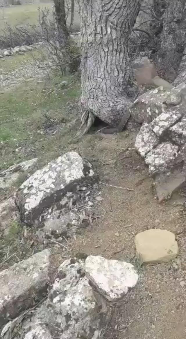 Elazığ'da dev yılan görenleri korkuttu Elazığ'da dev yılan görenleri korkuttu