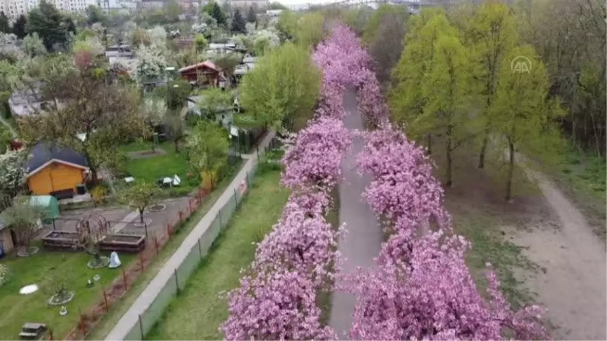 Berlin'de kiraz çiçeği mevsimi
