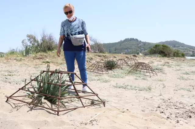 Koparmanın cezası 120 bin TL olan kum zambaklarını koparıp yaktılar Koparmanın cezası 120 bin TL olan kum zambaklarını koparıp yaktılar