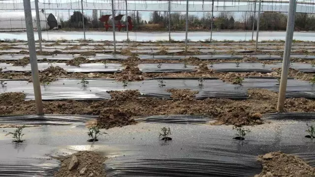 Üretimin geç başladığı seralarda hasada sayılı günler kaldı! Ucuz sebze için geri sayım