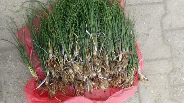 Vatandaşın geçim kaynağı oldu! Batman'da yetişen zuzubak otu, kilosu bin liradan yok satıyor