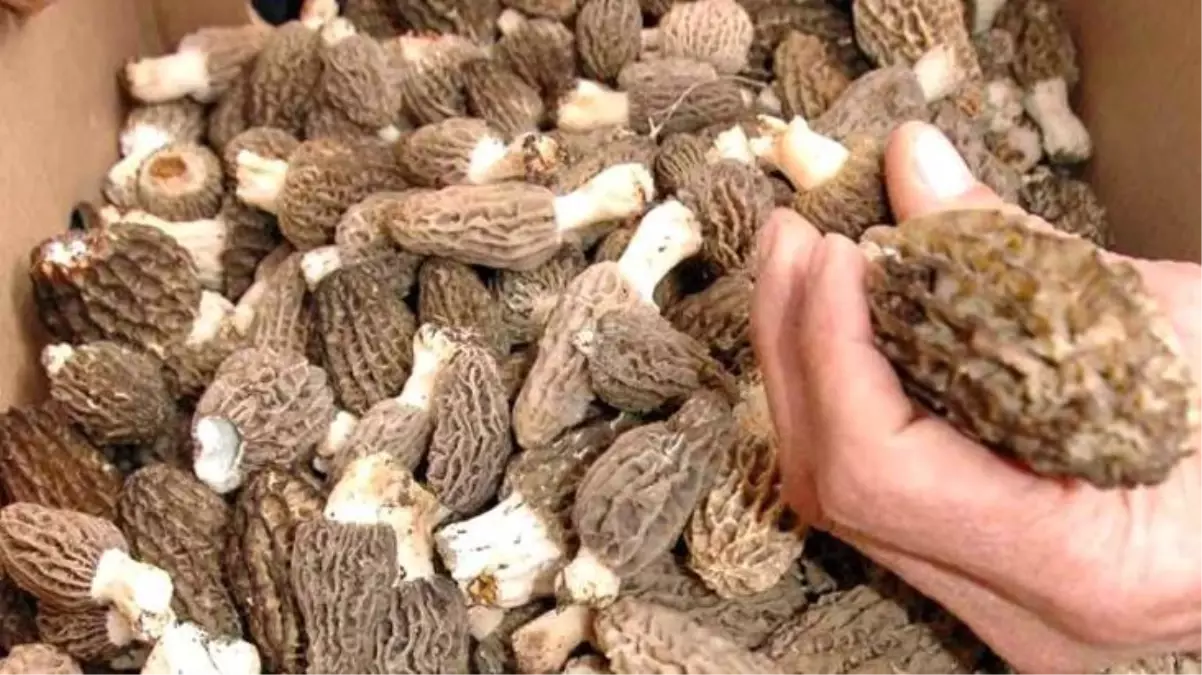 Köylünün geçim kaynağı oldu! Kilosu 300 lira, günlük 3 bin lira kazanan var