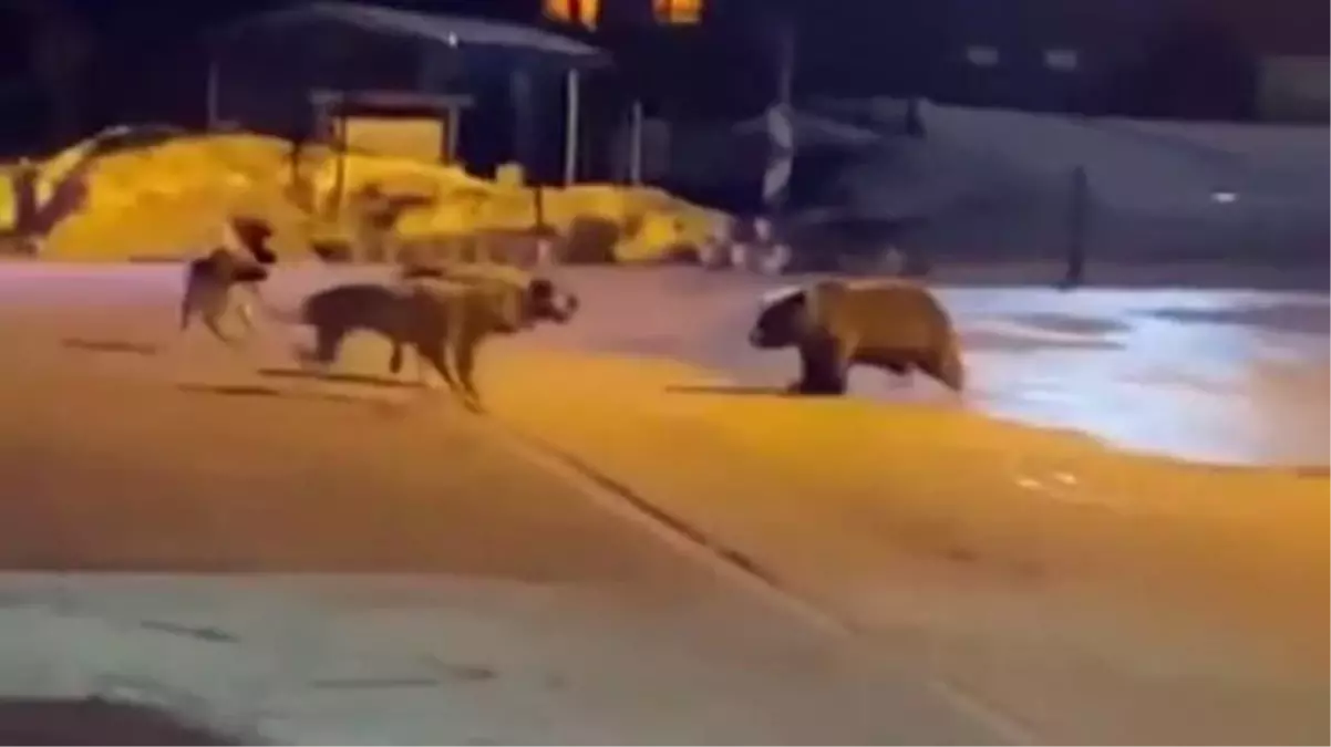 Uludağ'da yemek aramaya inen ayıların köpek sürüsü ile kavgası kamerada