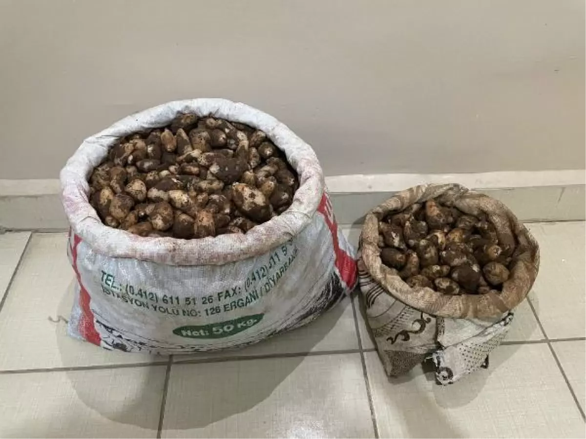 Elazığ'da salep soğanı toplayan 4 kişiye 436 bin TL ceza