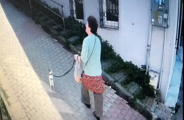 Son Dakika | İstanbul'da korku dolu pitbull saldırısı kamerada: Köpeğini parka götüren kadın dehşeti yaşadı Son Dakika | İstanbul'da korku dolu pitbull saldırısı kamerada: Köpeğini parka götüren kadın dehşeti yaşadı