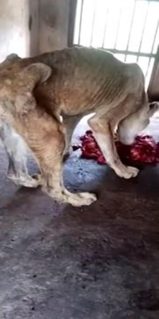 Kafesin içine koydukları aslanlara aylarca bir parça bile et vermediler, sonra olanlar korkunç