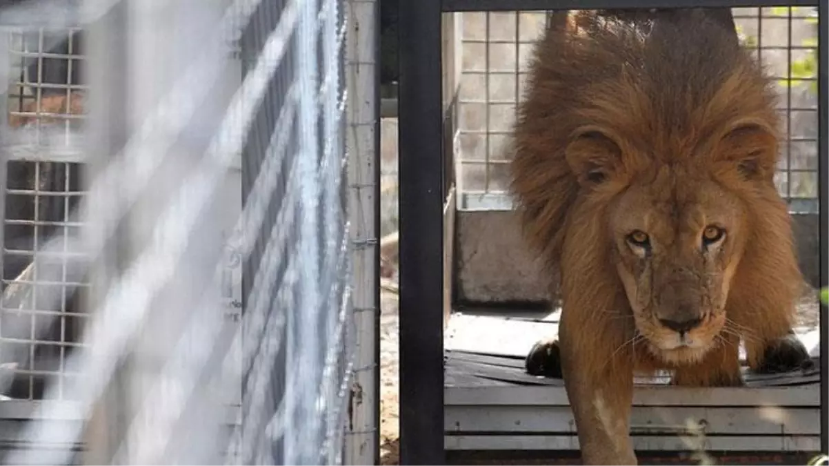 Kafesin içine koydukları aslanlara aylarca bir parça bile et vermediler, sonra olanlar korkunç