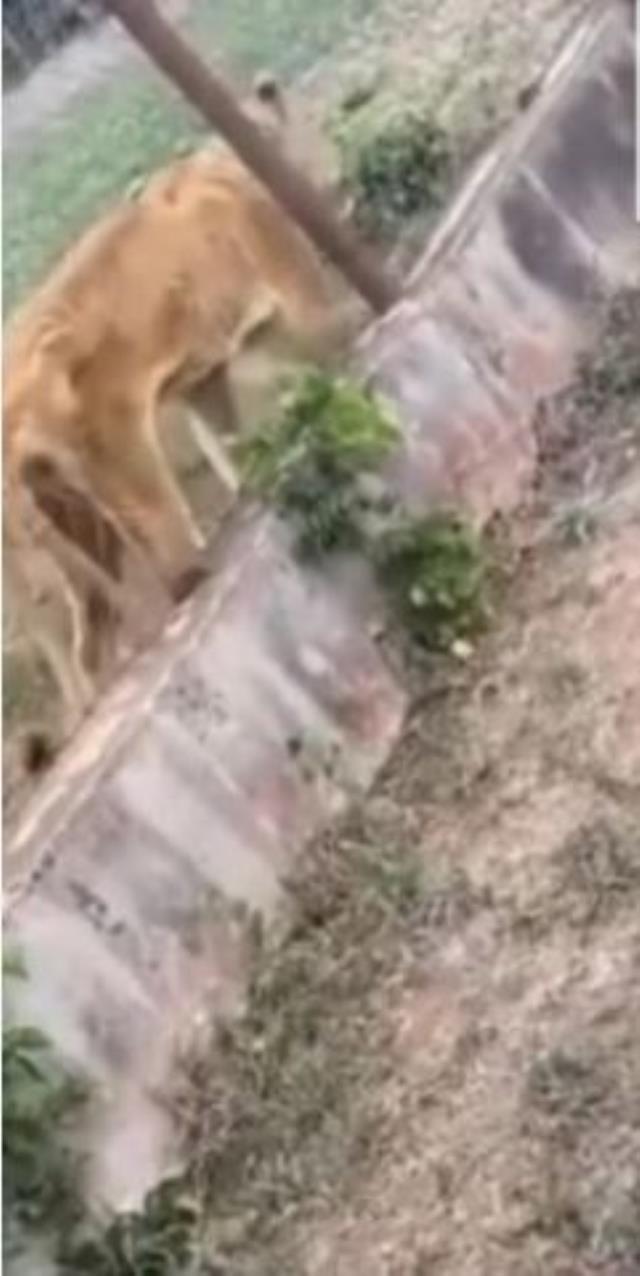 Kafesin içine koydukları aslanlara aylarca bir parça bile et vermediler, sonra olanlar korkunç