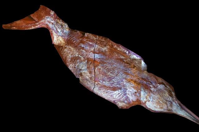 Kazıyı yapanlar heyecandan yerinde duramadı! Topraktan dünyanın en büyük canlısı çıktı