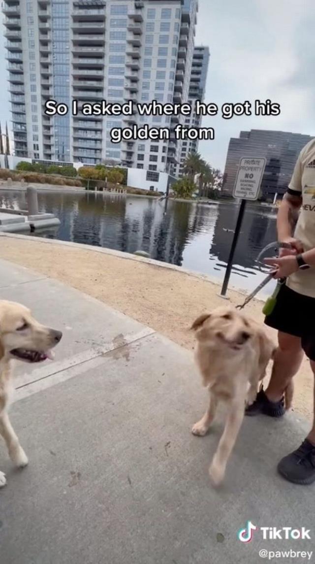 Yolda karşılaşan iki köpek, garip davranmaya başladı! Yıllar önce ayrı düştüklerinin ortaya çıkması herkesi ağlattı