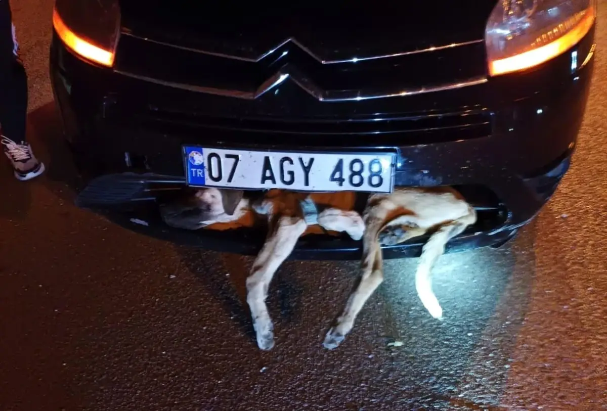 Otomobilin çarptığı köpek tampona sıkıştı! Acı içinde inleyen köpeği ekipler kurtardı