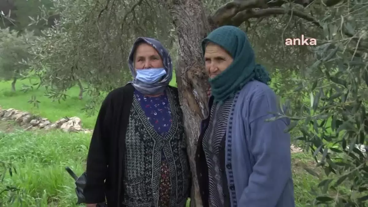Danıştay'ın Zeytin Kararının Ayrıntısı Belli Oldu: 'Tahrip Olan Alanların Eski Haline Getirilmesi Mümkün Değil'