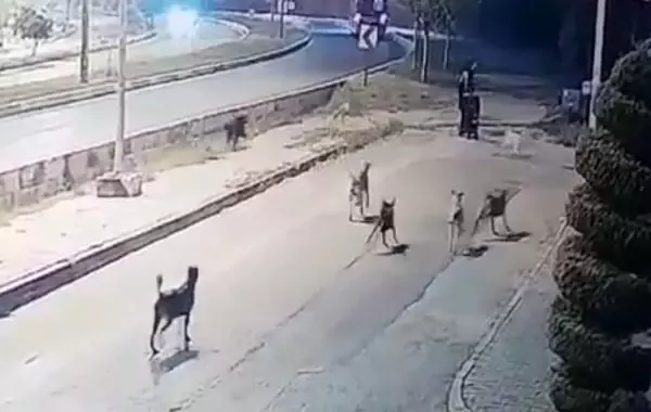 Korku dolu anlar kamerada! Sokakta yürürken köpek sürüsünün saldırısına uğradı Korku dolu anlar kamerada! Sokakta yürürken köpek sürüsünün saldırısına uğradı