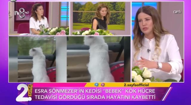 Tedavisi için 1,5 milyon TL harcadığı kedisinin ölüm haberiyle yıkılan Esra Sönmezer, canlı yayında gözyaşlarına boğuldu Tedavisi için 1,5 milyon TL harcadığı kedisinin ölüm haberiyle yıkılan Esra Sönmezer, canlı yayında gözyaşlarına boğuldu