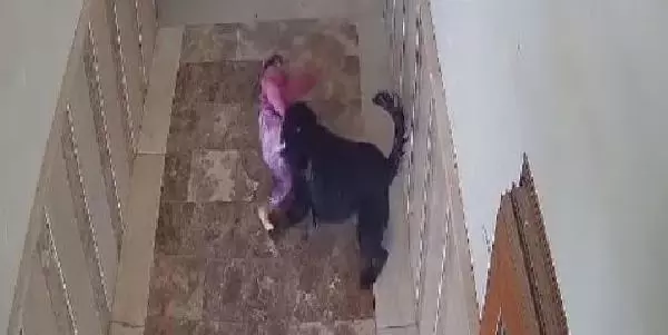 Bu kaçıncı oldu? Apartmanın koridorunda oynayan küçük çocuğa köpek saldırdı