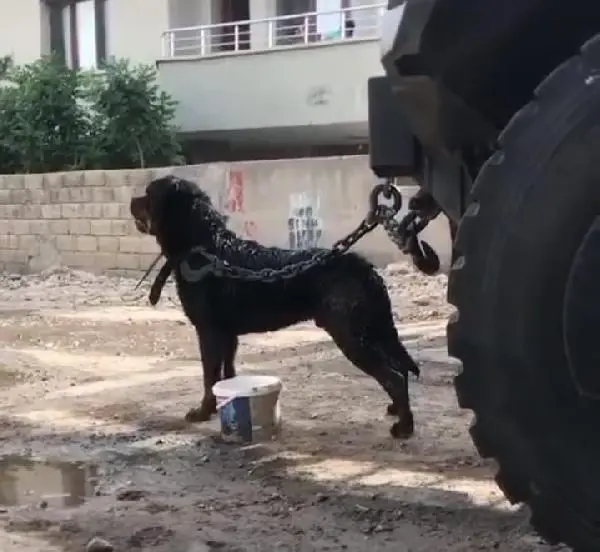 Bu kaçıncı oldu? Apartmanın koridorunda oynayan küçük çocuğa köpek saldırdı