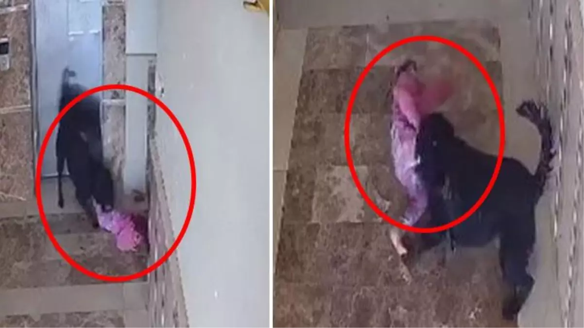 Bu kaçıncı oldu? Apartmanın koridorunda oynayan küçük çocuğa köpek saldırdı