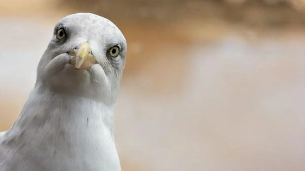 Her gün evlerimizin önünde geziyorlar! Martılar hakkında akılalmaz sözler: Onlar bizi gözetleyen birer casus