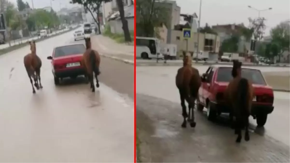 İple bağladığı 2 atı otomobille çeken sürücüye ceza yağdı