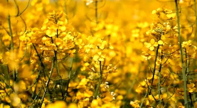 Ayçiçek yağına rakip olarak ön plana çıkan kanolada ekim alanı 9 kat arttı Ayçiçek yağına rakip olarak ön plana çıkan kanolada ekim alanı 9 kat arttı