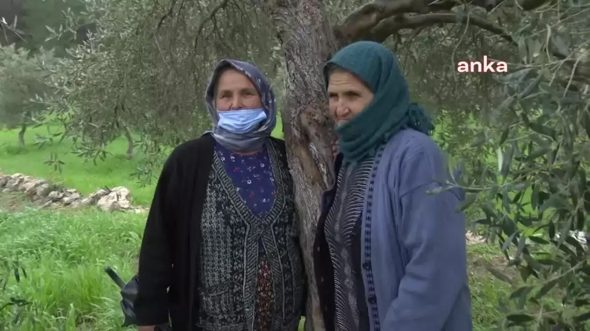 Enerji ve Tabii Kaynaklar Bakanlığı, Zeytinlikleri Madenciliğe Açan Yönetmeliği Savundu: 'Her Maden İşletme Faaliyetinin Kimyevi Atık Bırakacağının,...