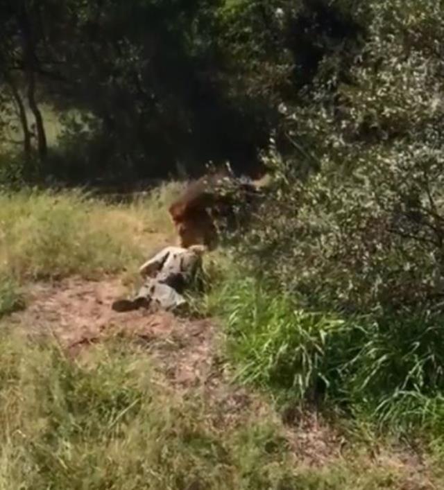 Aslan kafesine girdi, tam kafesten çıkacağı sırada ayağı kaydı! Sonra olanlar çok feci Aslan kafesine girdi, tam kafesten çıkacağı sırada ayağı kaydı! Sonra olanlar çok feci