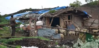 Koyunların meleme sesi kesilince ağıla gitti, korkunç manzarayla karşılaştı