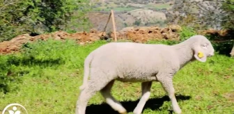 Merkezefendi Belediyesi'nce Kadın Üreticilere Verilen Koyunlar, Kuzulamaya Başladı