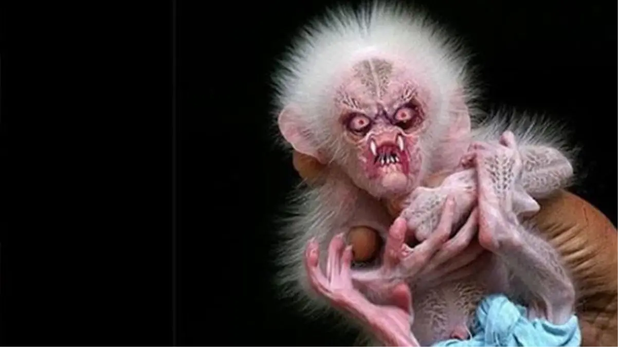 Dünya bu esrarengiz maymunu arıyor! Daha önce eşi veya benzeri hiçbir ormanda görülmedi