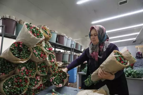 Anneler Günü bereketi! Antalya'dan tam 33 ülkeye 70 milyon dallık çiçek ihracatı