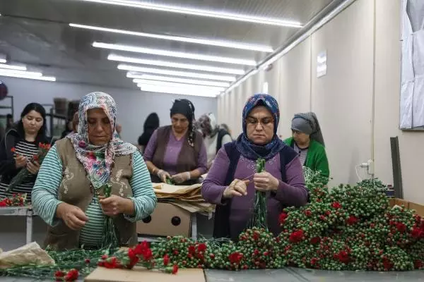 Anneler Günü bereketi! Antalya'dan tam 33 ülkeye 70 milyon dallık çiçek ihracatı