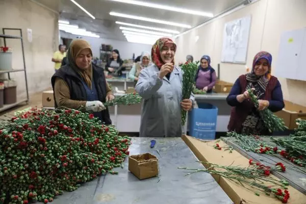 Anneler Günü bereketi! Antalya'dan tam 33 ülkeye 70 milyon dallık çiçek ihracatı