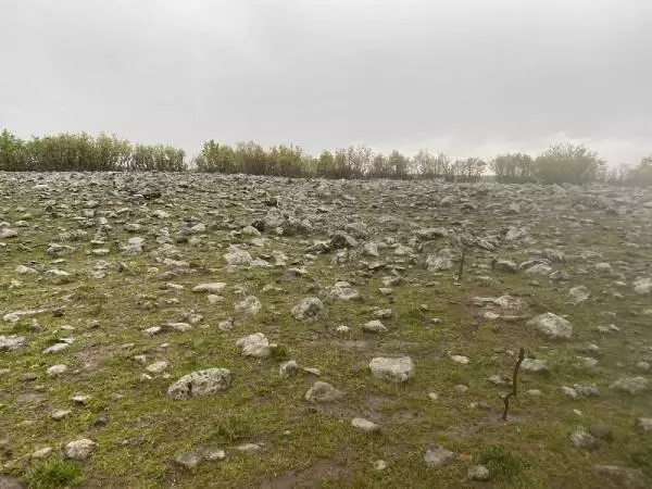 Elazığ'da arazisine giren sürüye müdahale eden muhtar, çoban tarafından öldürüldü Elazığ'da arazisine giren sürüye müdahale eden muhtar, çoban tarafından öldürüldü