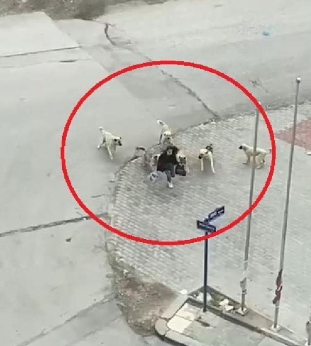 Köpeklerin saldırdığı liseliyi güvenlik görevlisi kurtardı