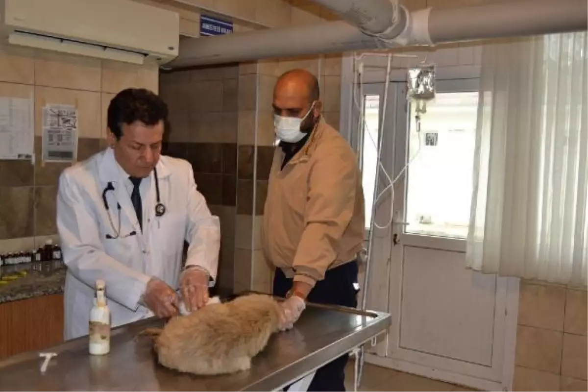 Manisa'da köpekleri tarım ilaçlı tavuk etiyle öldürmüşler