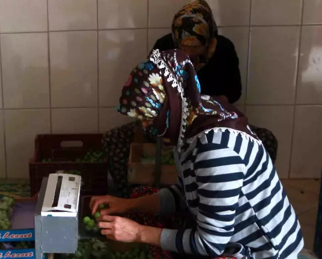 Kilosu 50 lira olan erik, Mersinli üreticinin yüzünü güldürüyor