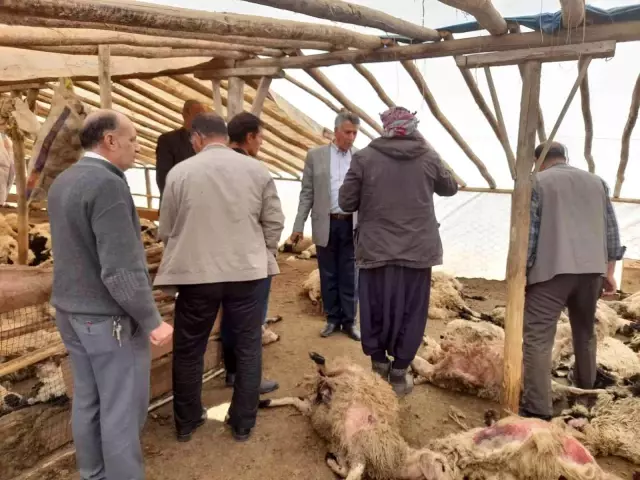 Ağıla giren kurt sürüsü 200 küçükbaş hayvanı telef etti