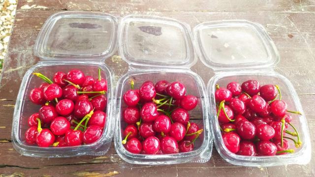 Mersin'de yılın ilk turfanda kiraz hasadı yapıldı! Kilosu bin TL'den alıcı buluyor