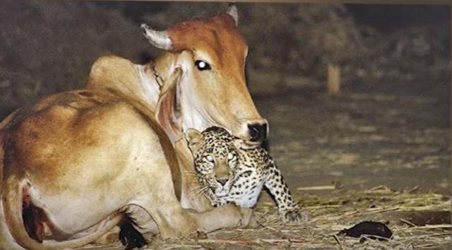 Her gece köydeki ahırı ziyaret eden ama inekleri öldürmeyen leopar hakkındaki gerçek, çiftçiyi hayrete düşürdü Her gece köydeki ahırı ziyaret eden ama inekleri öldürmeyen leopar hakkındaki gerçek, çiftçiyi hayrete düşürdü
