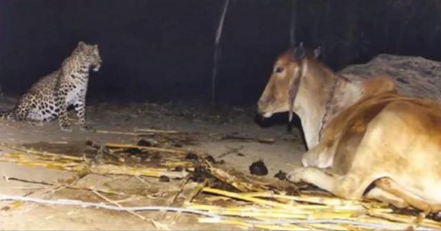 Her gece köydeki ahırı ziyaret eden ama inekleri öldürmeyen leopar hakkındaki gerçek, çiftçiyi hayrete düşürdü Her gece köydeki ahırı ziyaret eden ama inekleri öldürmeyen leopar hakkındaki gerçek, çiftçiyi hayrete düşürdü