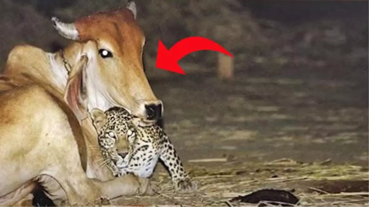 Her gece köydeki ahırı ziyaret eden ama inekleri öldürmeyen leopar hakkındaki gerçek, çiftçiyi hayrete düşürdü