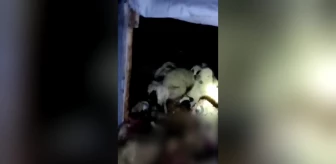 Malatya'da Kurtlar Ağıldaki 200 Koyunu Öldürdü