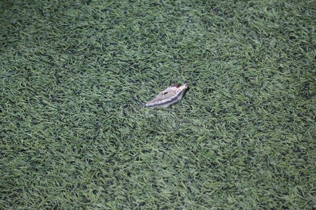 Bir bunu görmemiştik! Kayserispor-Trabzonspor maçında sahaya atılan madde hayrete düşürdü