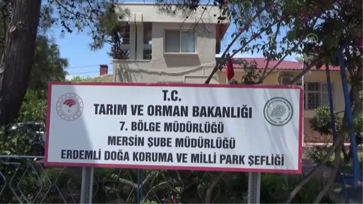 Bitkin halde bulunan dağ ceylanı tedavi edildi