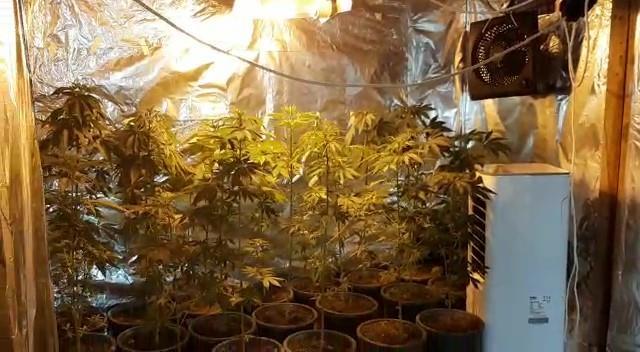 Gardırobunu kenevir bahçesine dönüştürmüş Gardırobunu kenevir bahçesine dönüştürmüş