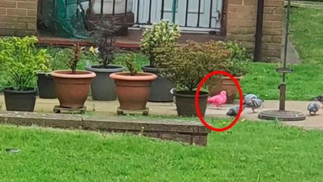 Annesinin evinde oturan kadın pencereden görüntüledi: Dünya üzerinde böyle bir güvercine hiç rastlamadım