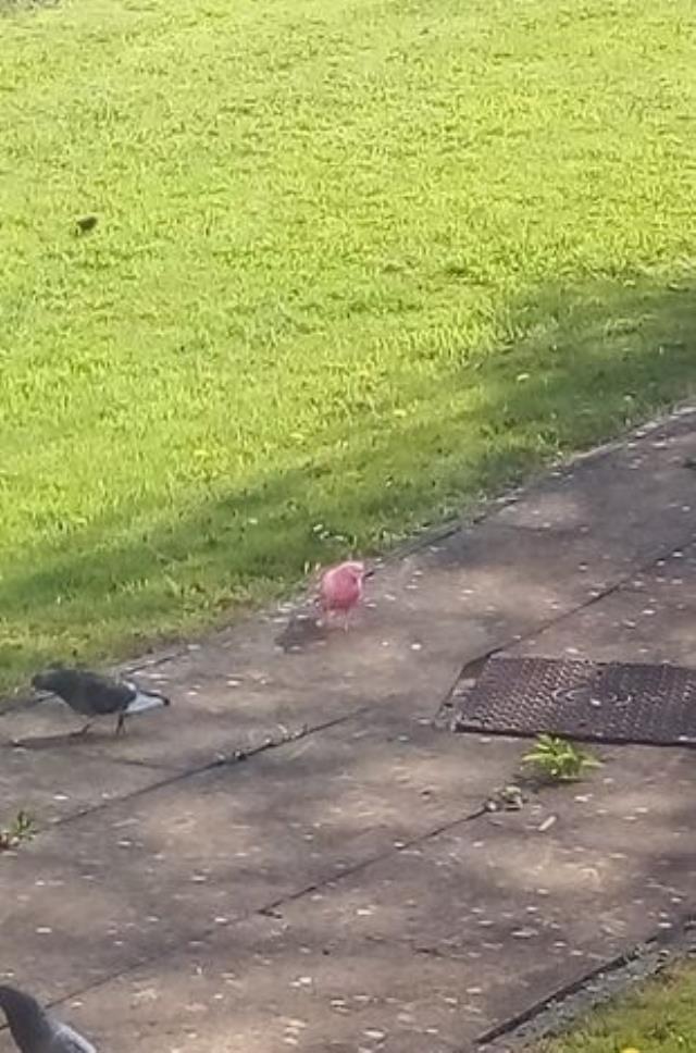 Annesinin evinde oturan kadın pencereden görüntüledi: Dünya üzerinde böyle bir güvercine hiç rastlamadım