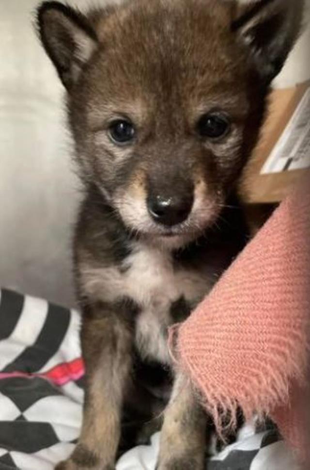 Eve köpek diye getirdiler, bambaşka bir hayvan çıktı! Gerçeği duyunca kaçacak yer aradılar